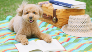 Read to a Therapy Do Read to a Therapy Do